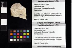 Foto (Objket + Etiketten) von Cracensigillatus gracilirostrus (Robins et al., 2013) 